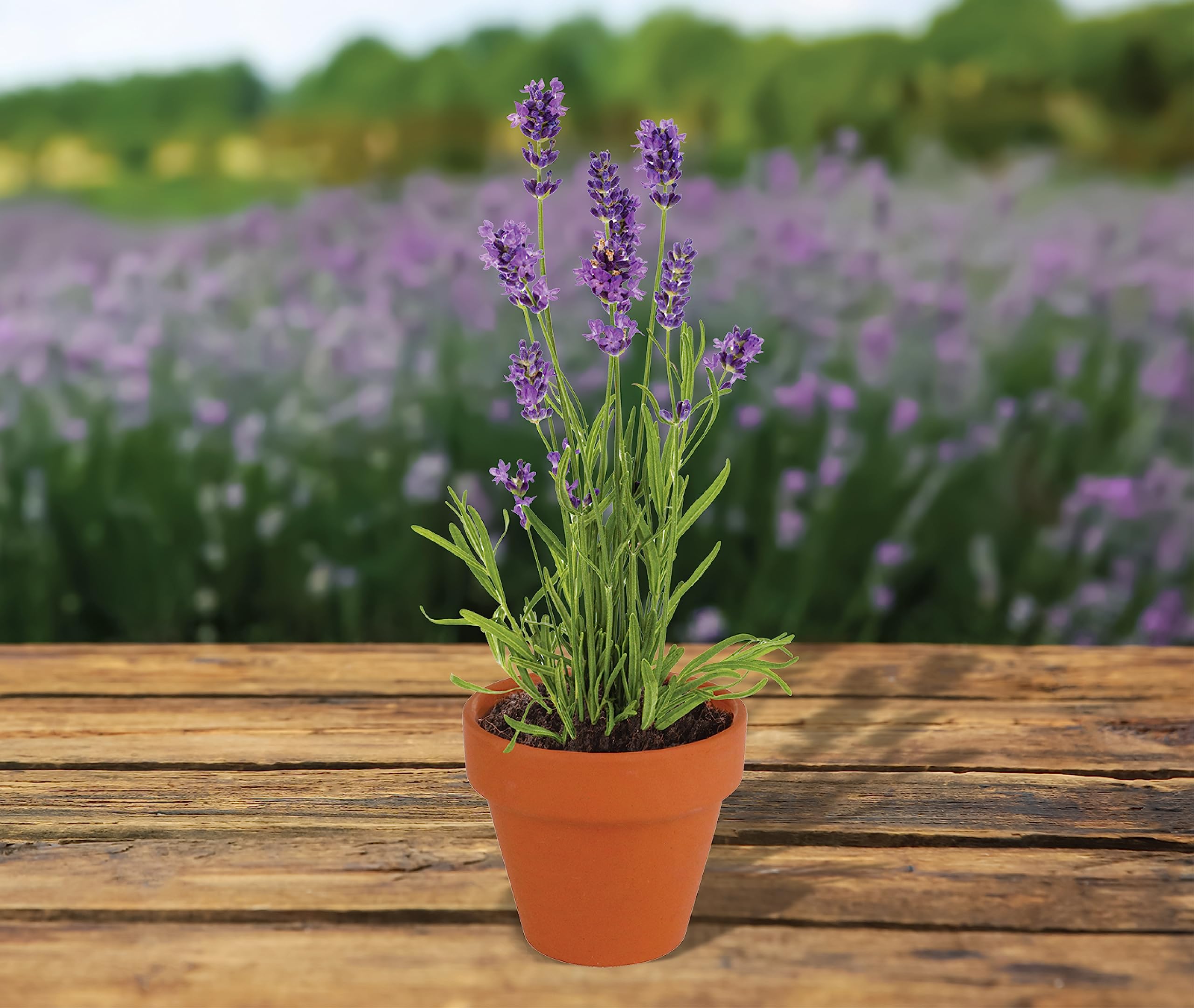 BUZZY terracotta pot held in hand to show small size and convenient scale