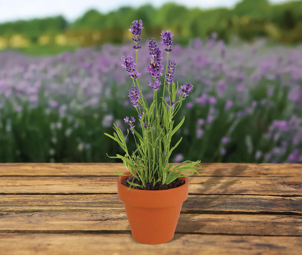 BUZZY terracotta pot held in hand to show small size and convenient scale