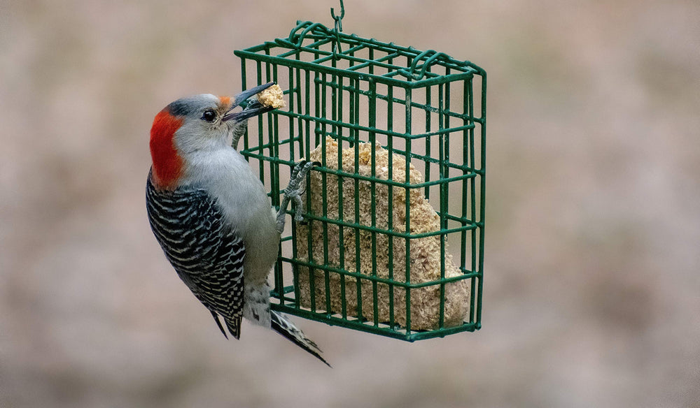 C&S suet cake placed in feeder hung on branch to attract birds