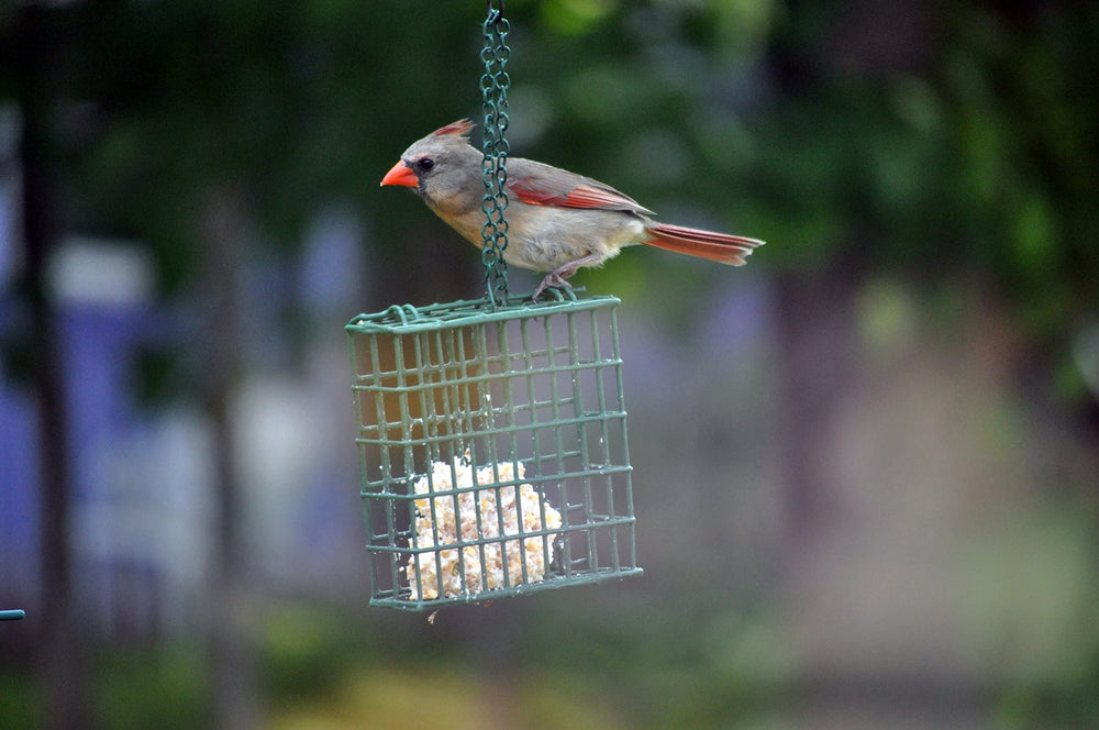 C&S Party Mix in backyard scene attracting birds emphasizing wildlife enjoyment