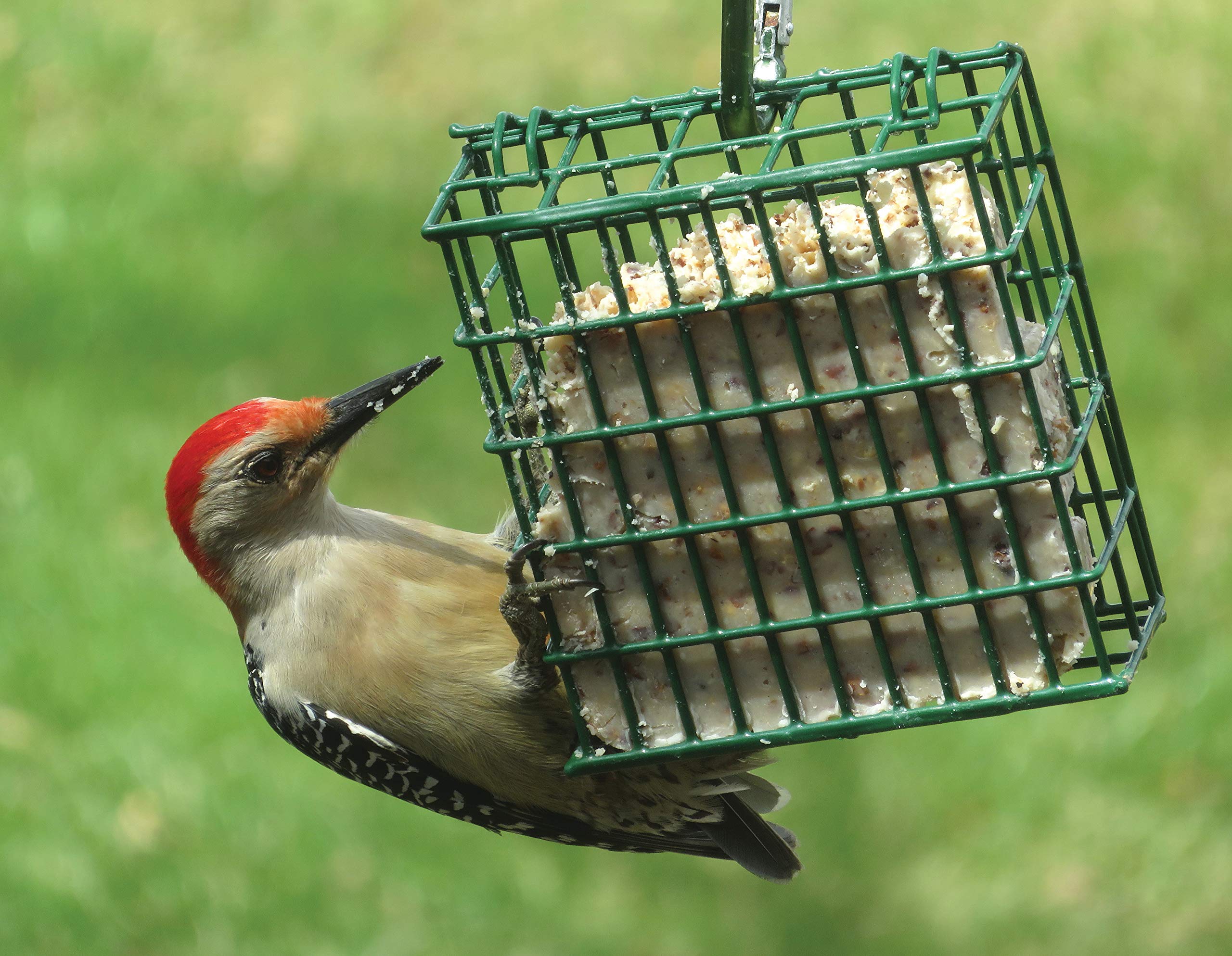 C&S cake held in hand to show size and easy feeder fitting