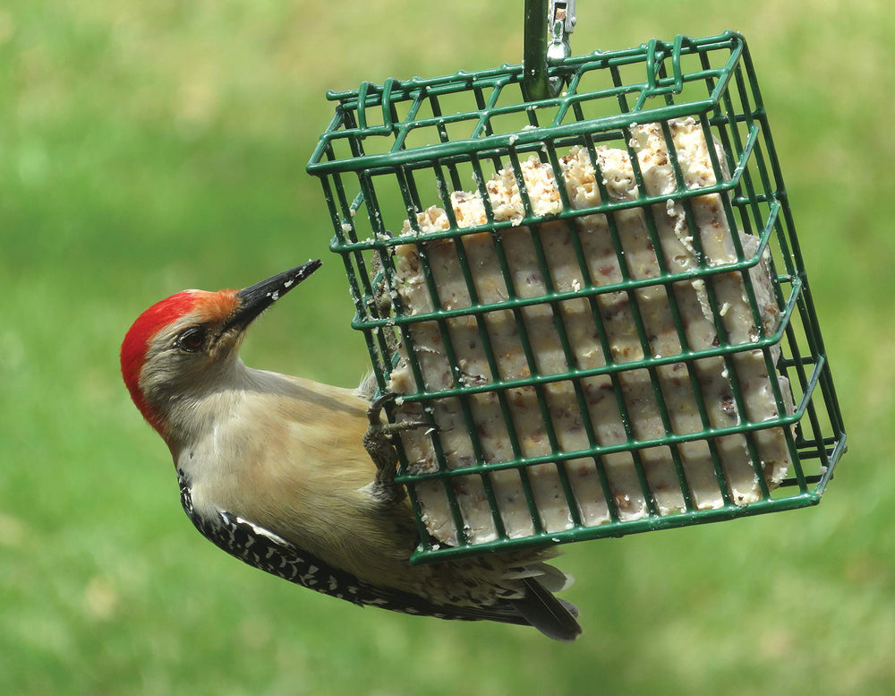 C&S cake held in hand to show size and easy feeder fitting
