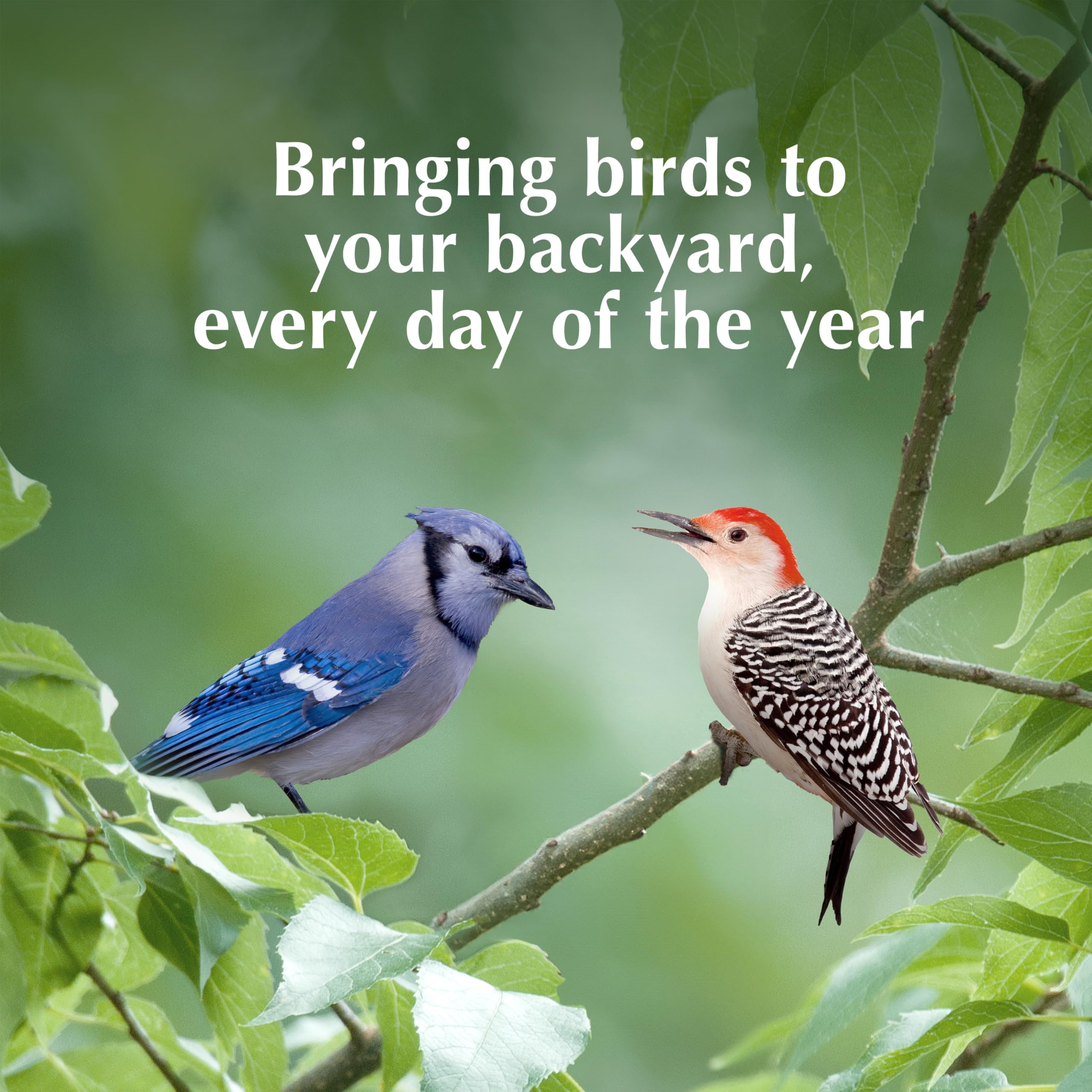 C&S Orange Delight hanging feeder in backyard creating lively bird visits