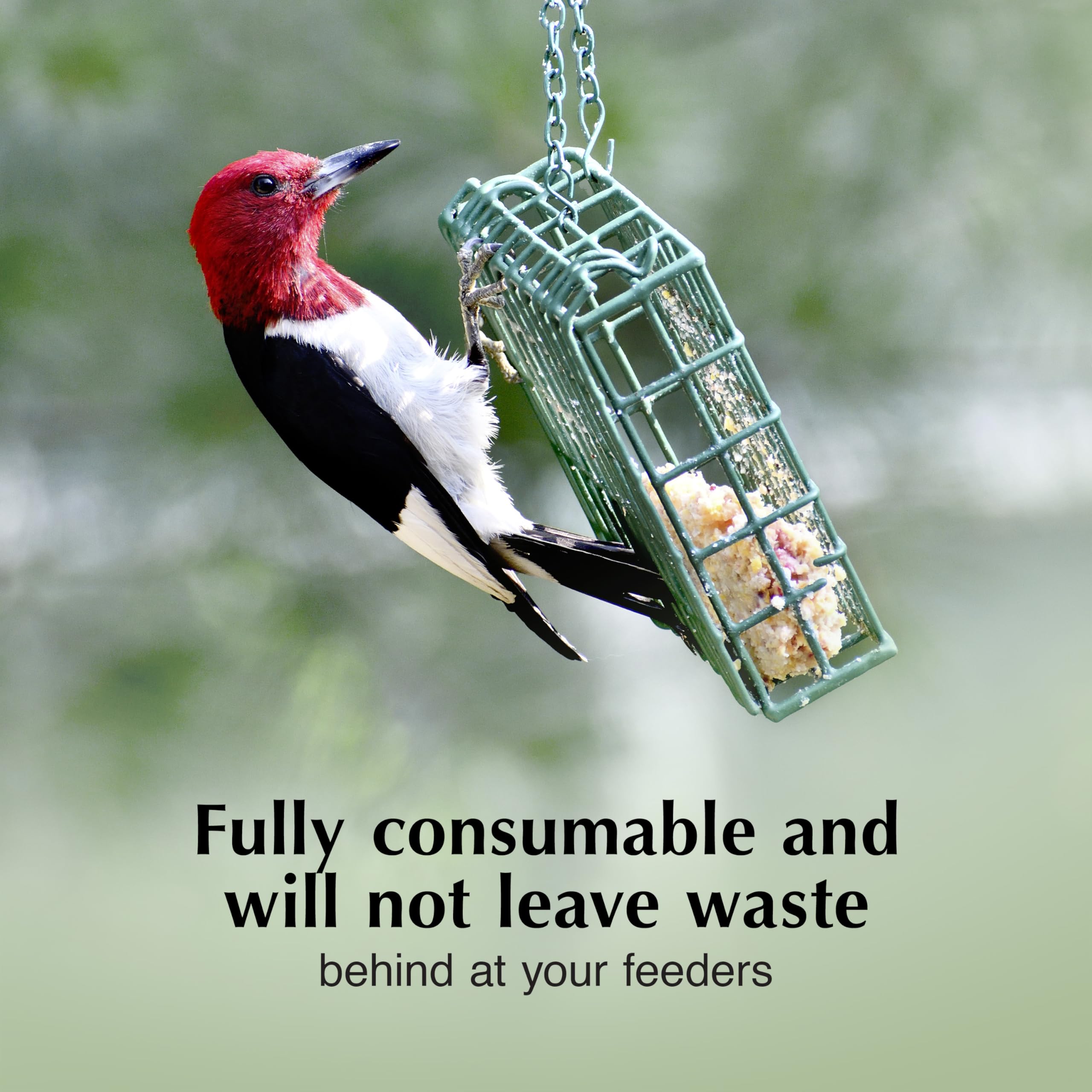 C&S Orange Delight attracting orioles to feeder for colorful sightings