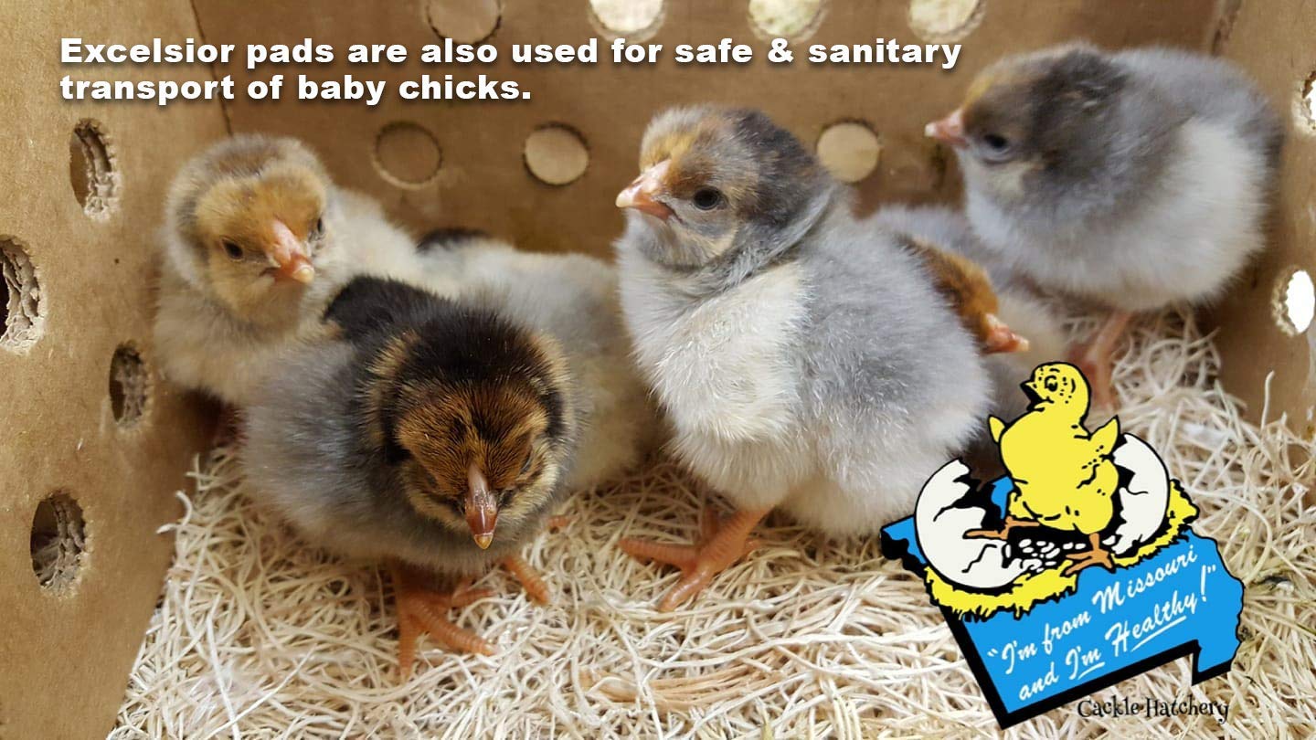 Cackle Hatchery pad used in chick brooder showing safe footing benefit
