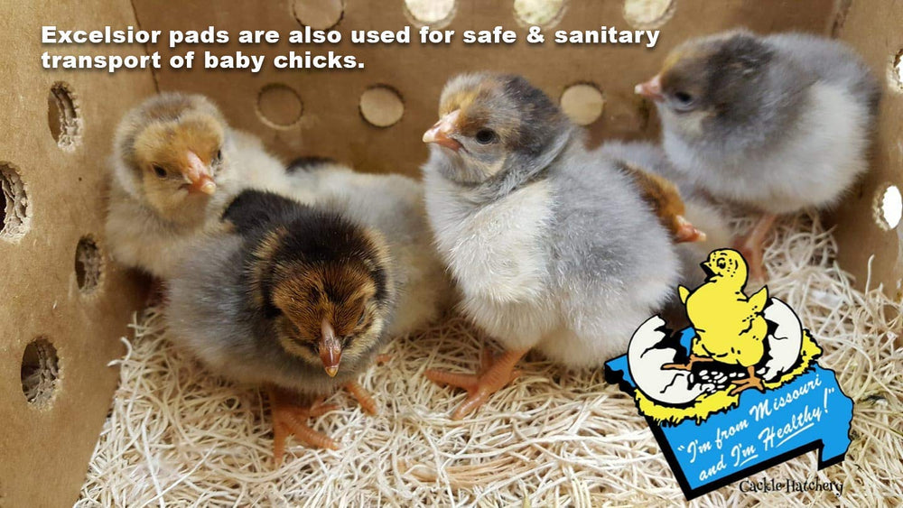 Cackle Hatchery pad used in chick brooder showing safe footing benefit