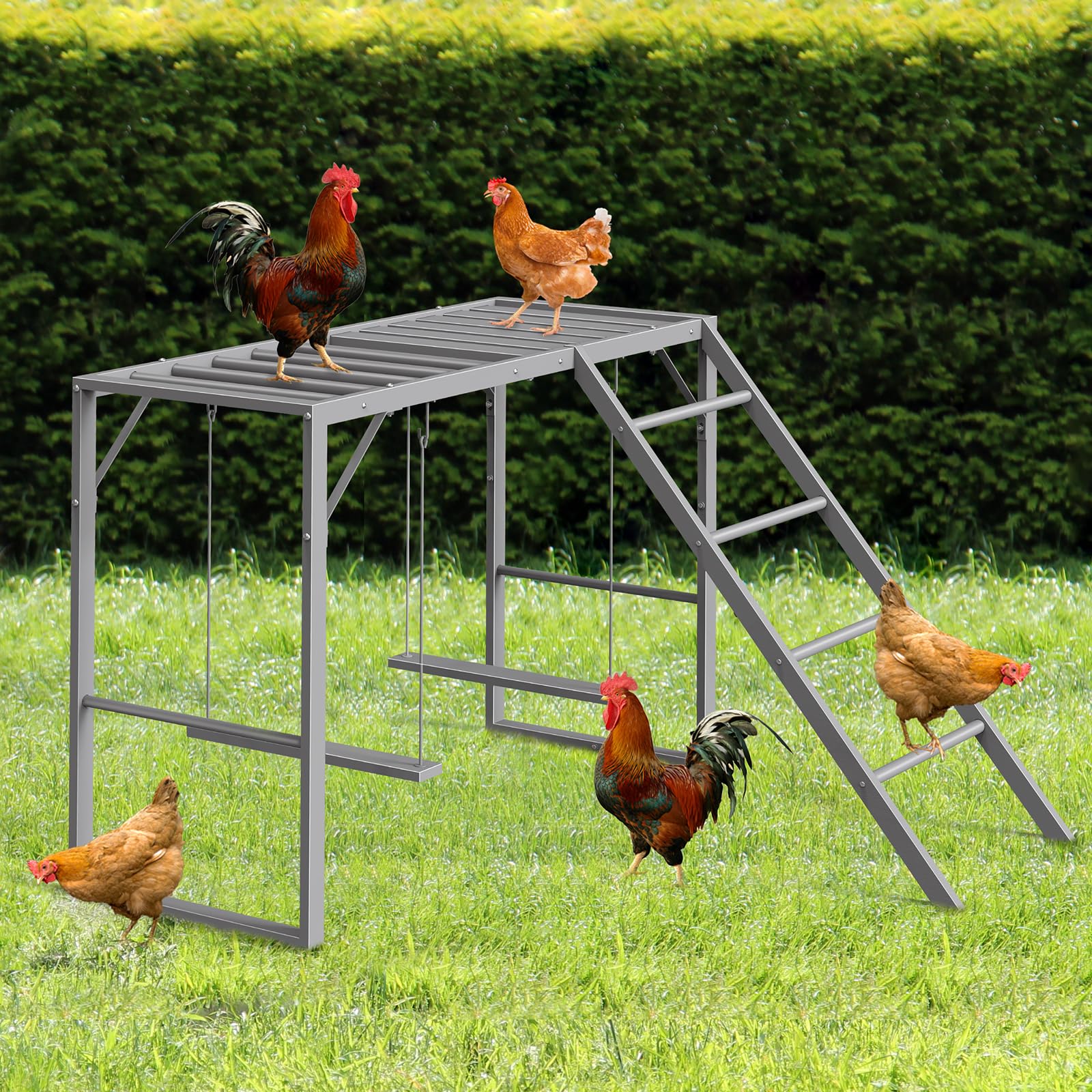 CADUKE live chickens roosting and using swings demonstrating enrichment benefits