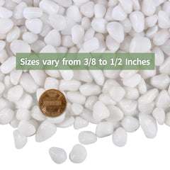 Calofulston white pebbles used as pot topper on succulent, keeps soil tidy and attractive