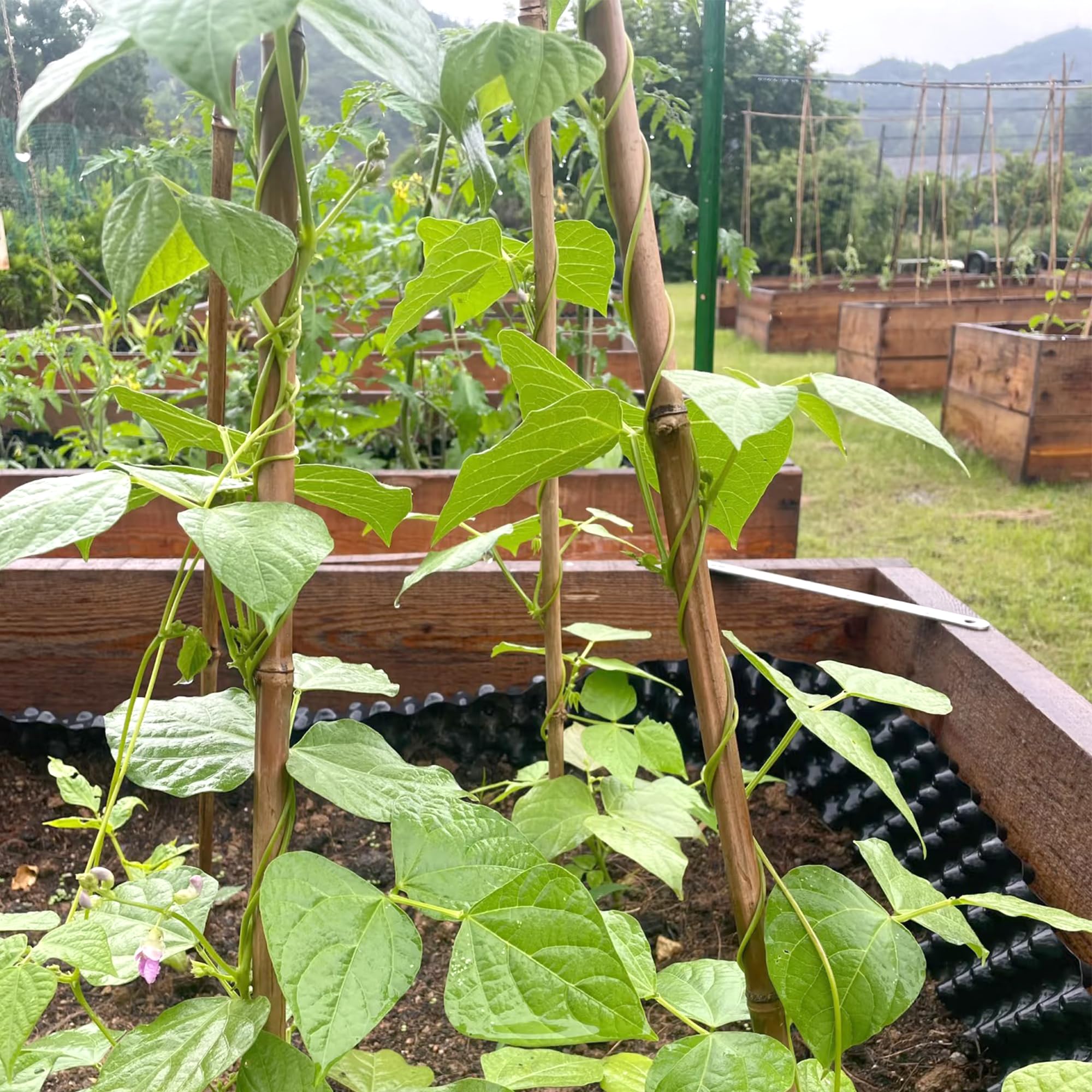 Cambaverd bamboo trellis lifestyle with climbing vines saving space