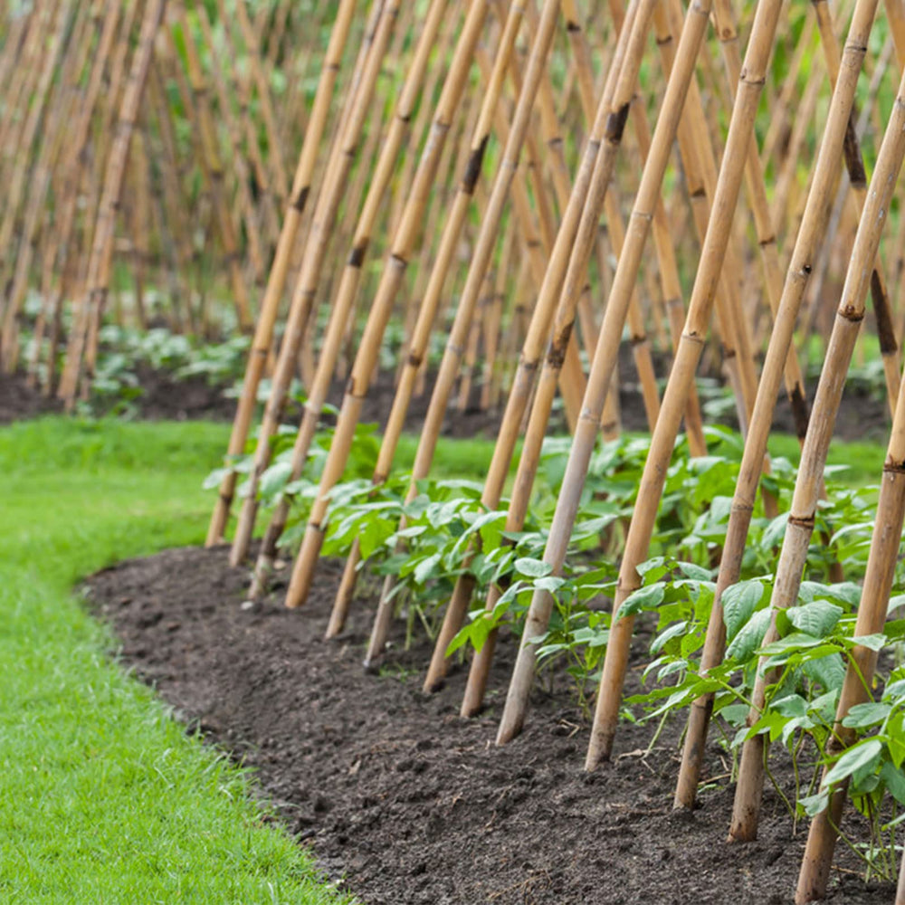 Cambaverd bamboo pole being cut to size, shows easy customization for projects
