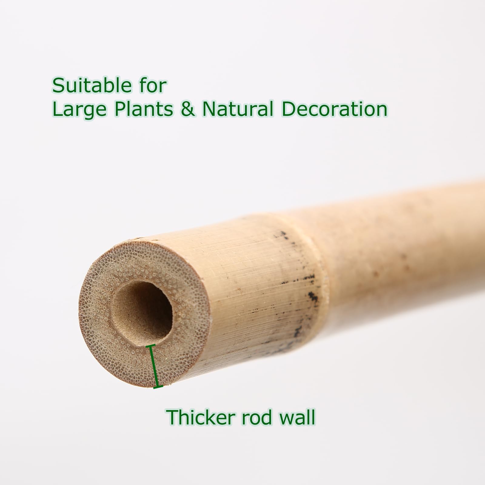 Cambaverd bamboo stakes used to train climbing vines and beans, improves light and airflow