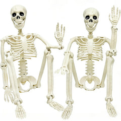 CAMIRUS front view of both 36in skeletons showing ready-to-display benefit