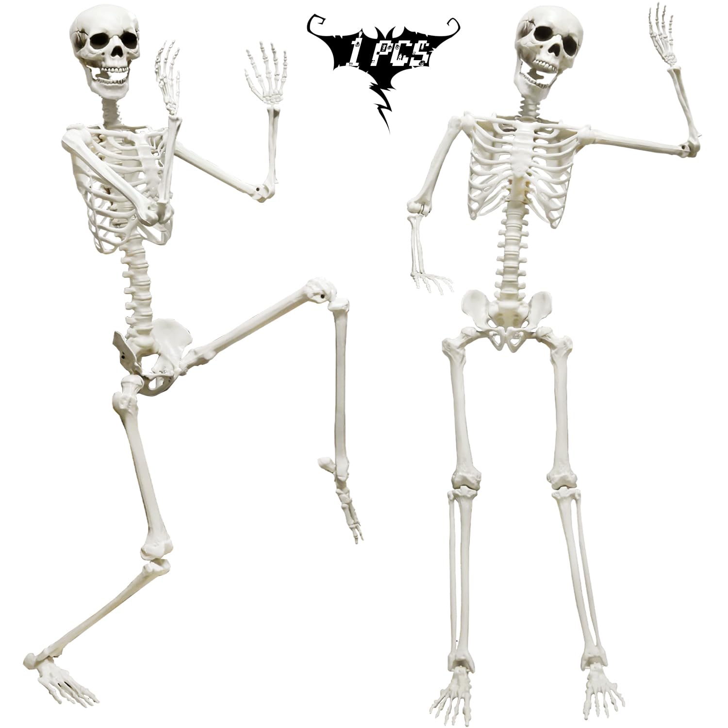 CAMIRUS full front view life-size skeleton showing realistic bone detail and easy display