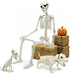 CAMIRUS skeleton front view showing full 5.4ft height and realistic bone details for impact