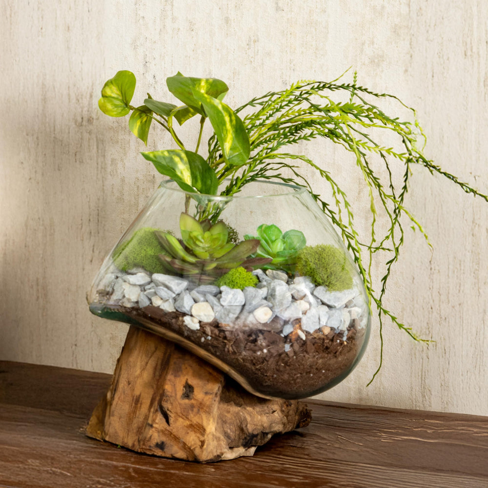 Cape Craftsmen air plant display with moss illustrating low-maintenance styling benefit
