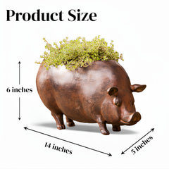 Cape Craftsmen pig planter filled with succulents demonstrating compact plant suitability