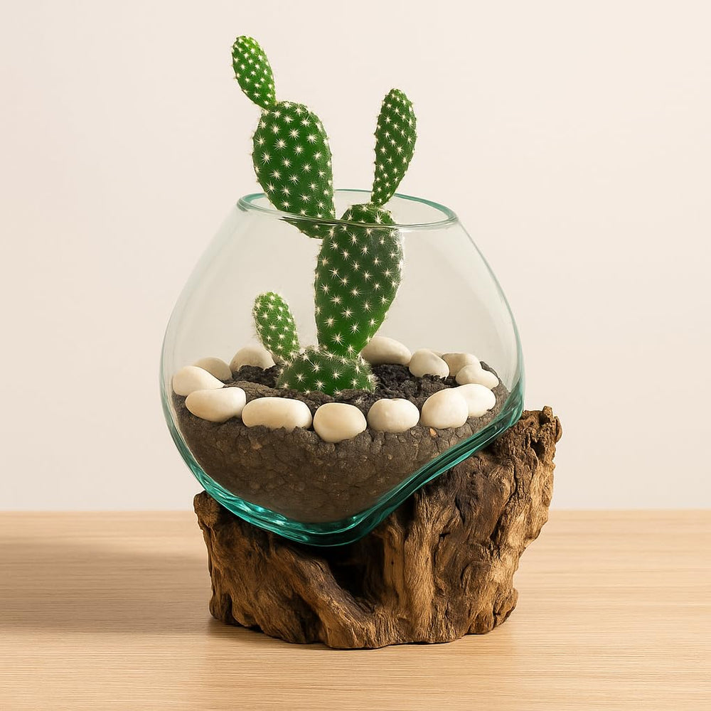 Cape Craftsmen side profile with succulent planted demonstrating compact display benefit