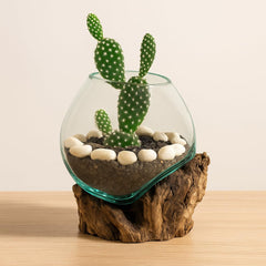 Cape Craftsmen side profile with succulent planted demonstrating compact display benefit