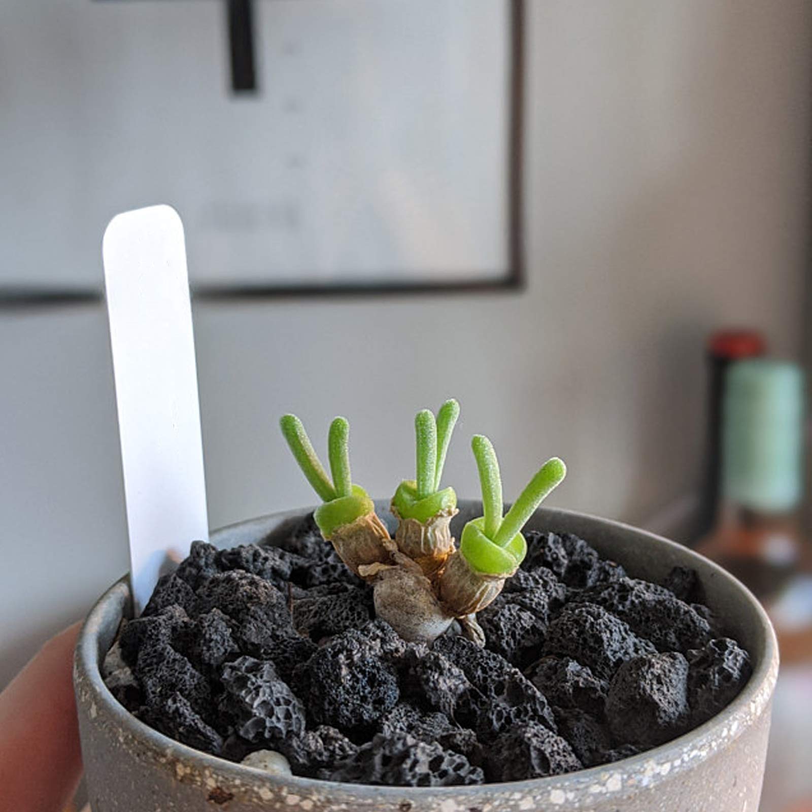 CARURBODY stones placed as bottom layer inside a pot to prevent pooling
