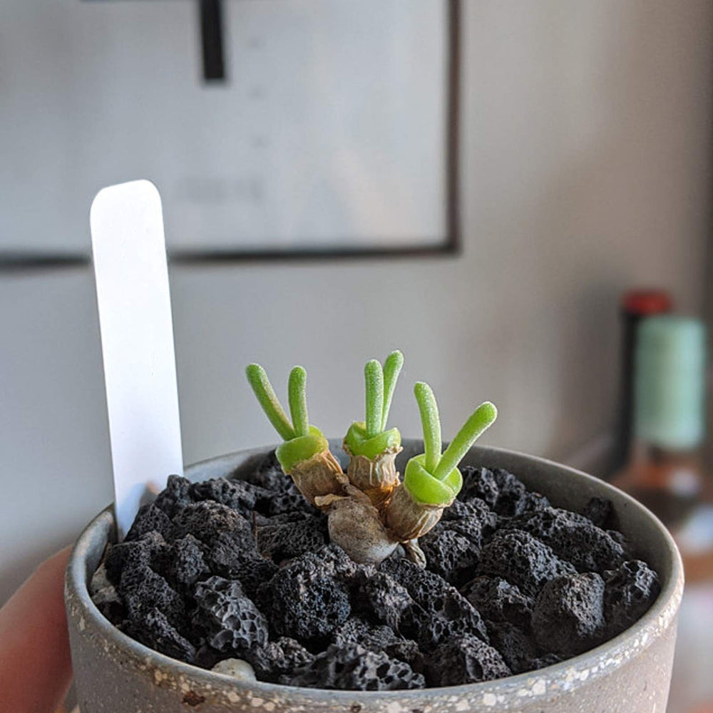 CARURBODY stones placed as bottom layer inside a pot to prevent pooling