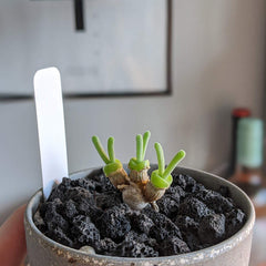 CARURBODY stones placed as bottom layer inside a pot to prevent pooling