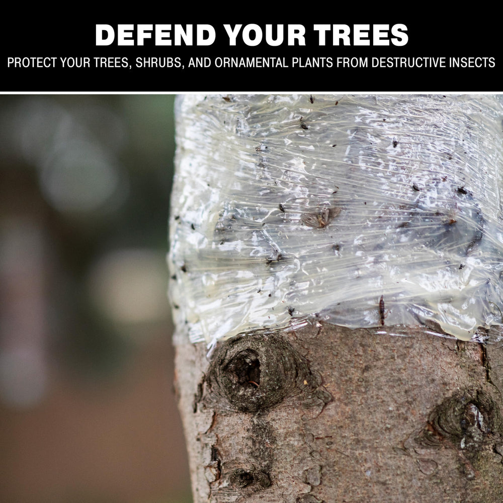 Catchmaster backyard scene with bands on fruit trees showing seasonal pest management benefit