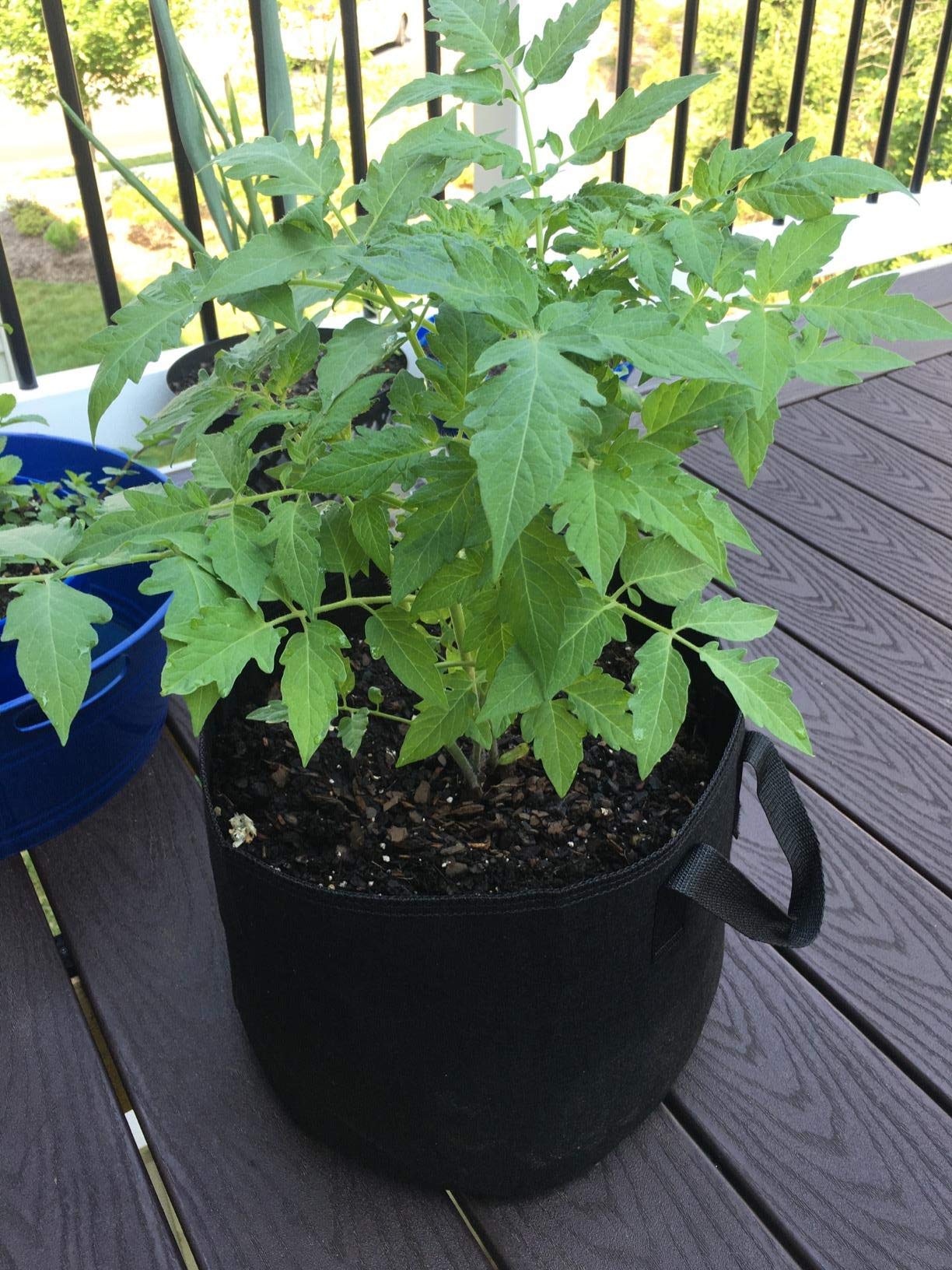 Cavisoo next to a 1-gallon pot showing 5-gallon scale for planting choices