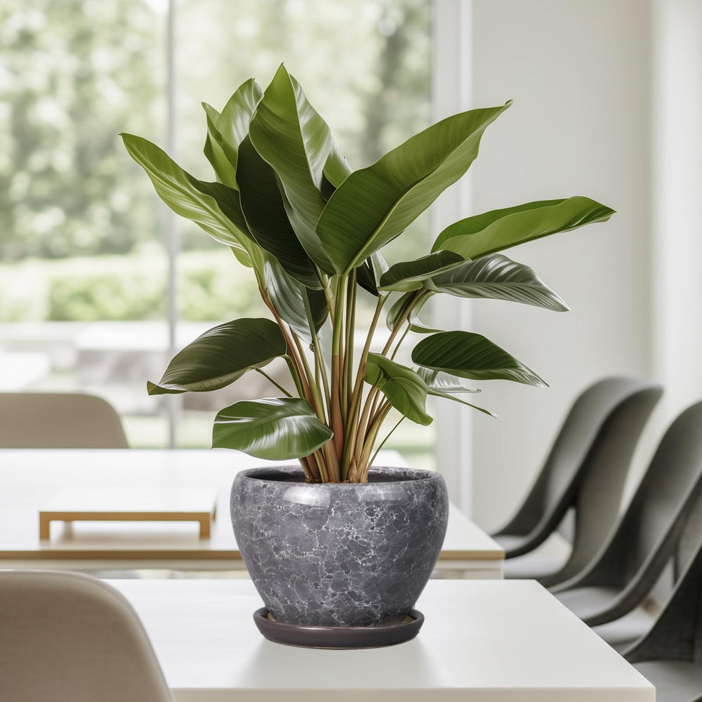Ceramicfor on desk with plant showing decorative styling and workspace freshness benefit