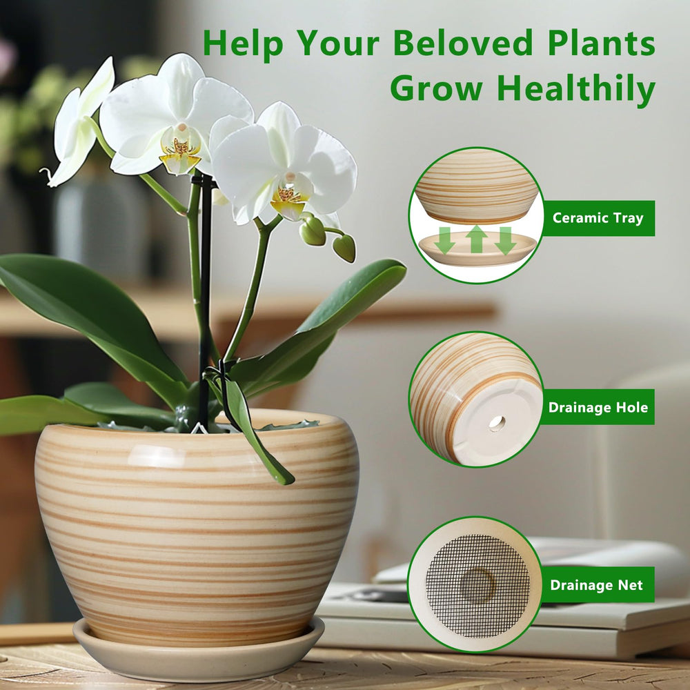 Ceramicfor planted with snake plant in bright room showing decorative and functional benefit