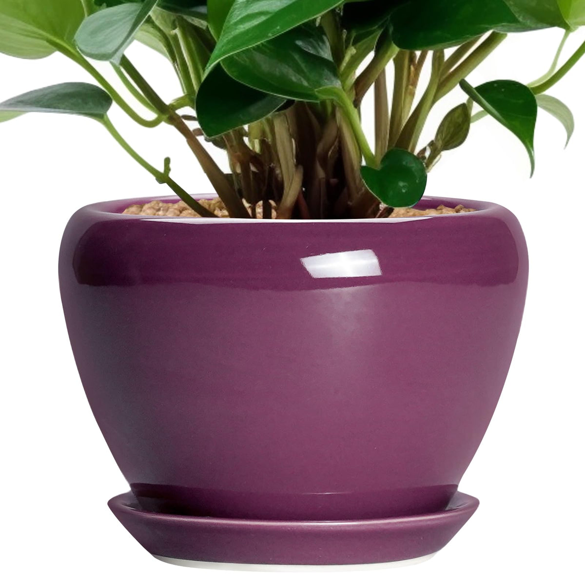 Ceramicfor purple pot front view showing clean modern design and decorative appeal