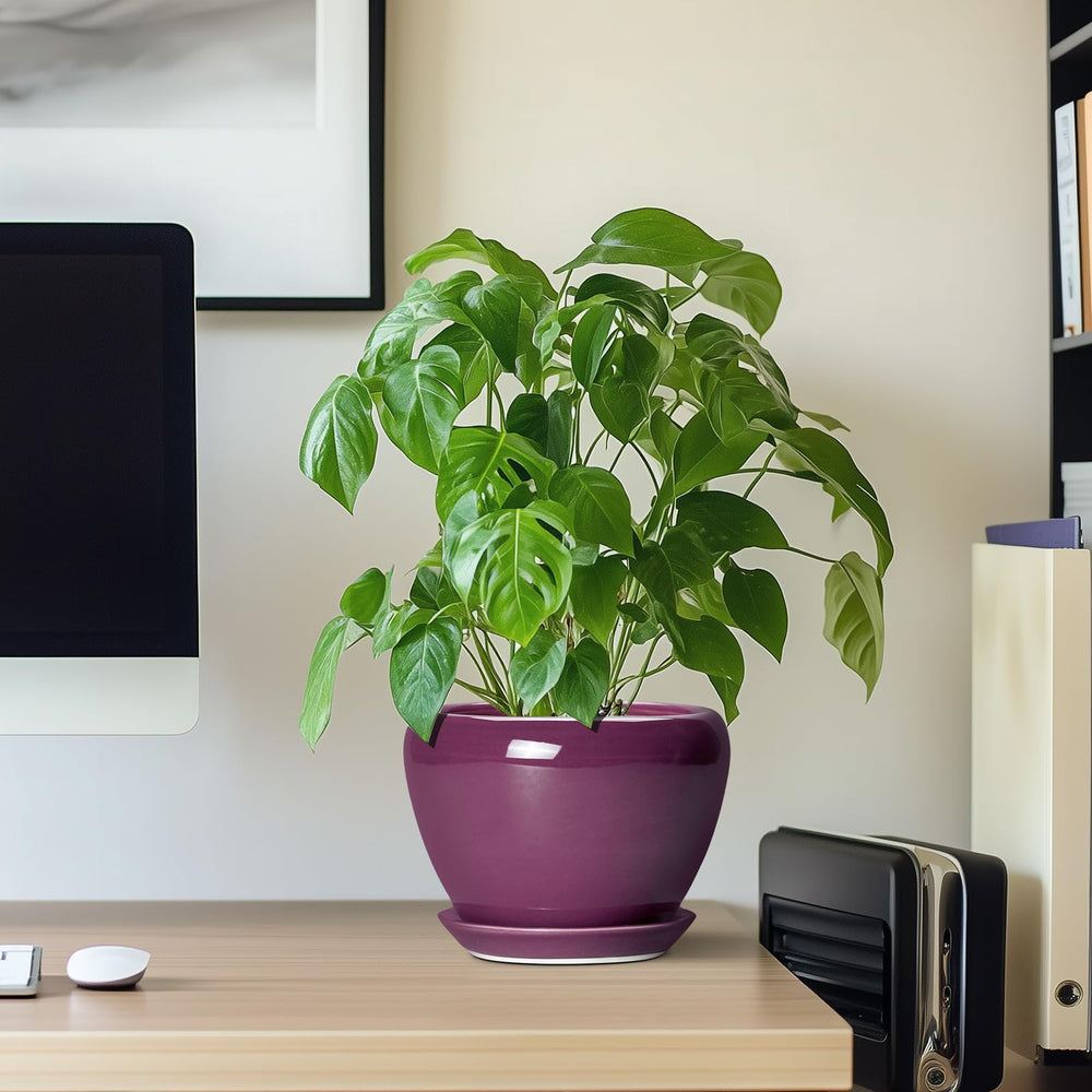 Ceramicfor pot with succulent planted to demonstrate fit and healthy display