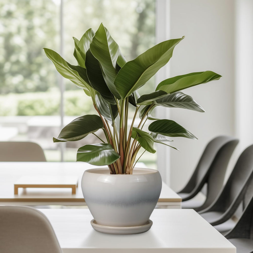 Ceramicfor staged on windowsill showcasing decor-friendly look and brightness