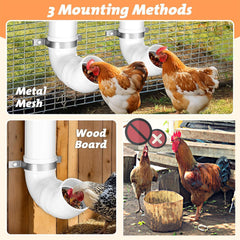 Chewoof wall-mounted feeder with chickens feeding, reducing floor waste