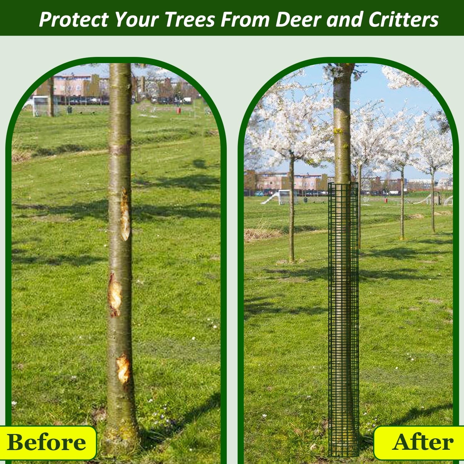 chicarry installed around a young tree demonstrating protection from deer and trimmers