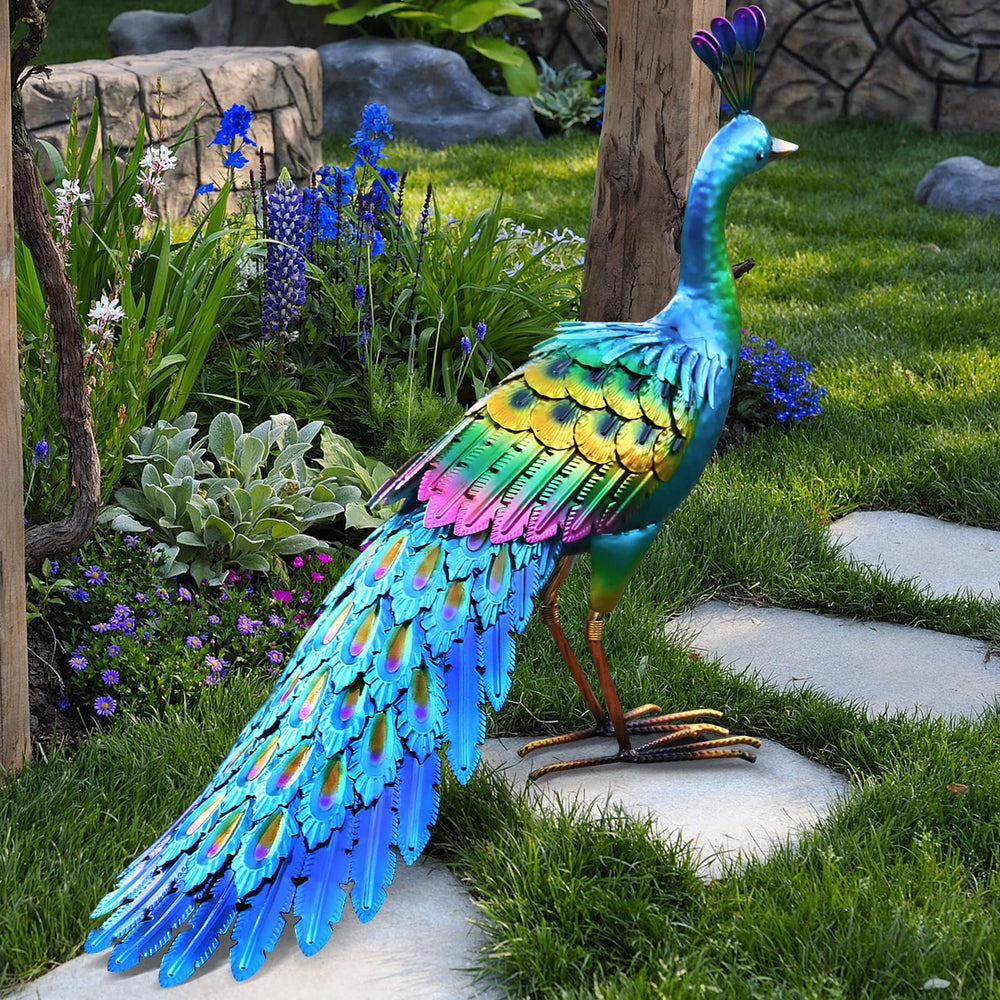 chisheen peacock next to ruler for scale showing 24 inch length and compact size