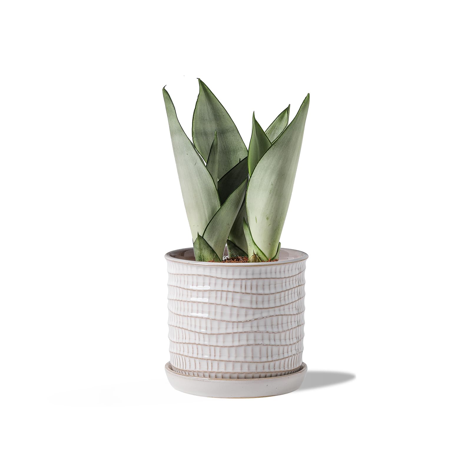 Chubacoo front view cream planter showcasing clean profile and decor versatility