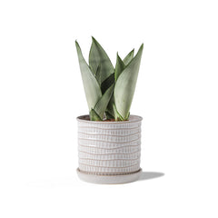 Chubacoo front view cream planter showcasing clean profile and decor versatility