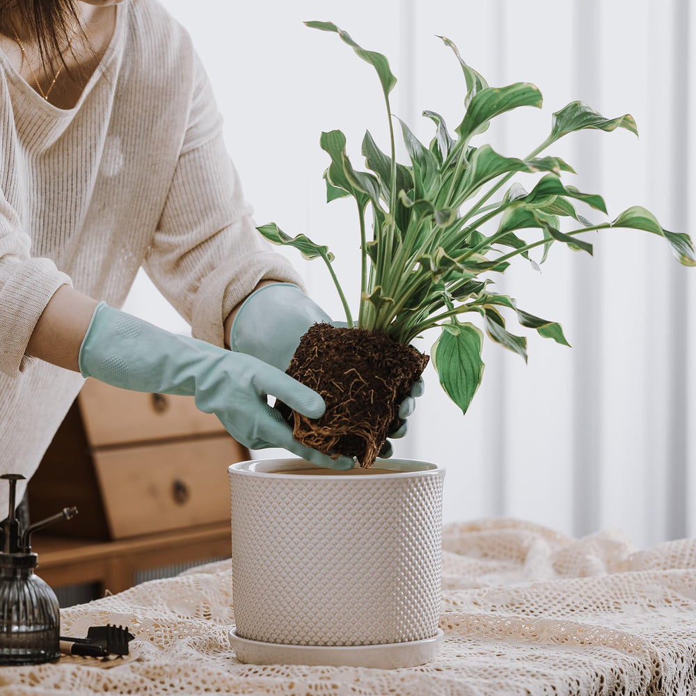 Chubacoo integrated saucer capturing runoff to protect surfaces and simplify watering