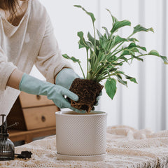 Chubacoo integrated saucer capturing runoff to protect surfaces and simplify watering