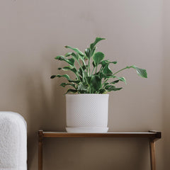 Chubacoo planter on a windowsill with a succulent showing practical indoor use