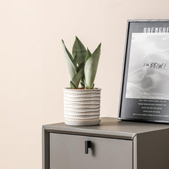 Chubacoo planter with succulent on windowsill demonstrating bright placement