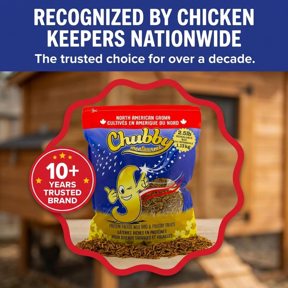 Backyard feeder with Chubby Mealworms attracting wild birds to your yard