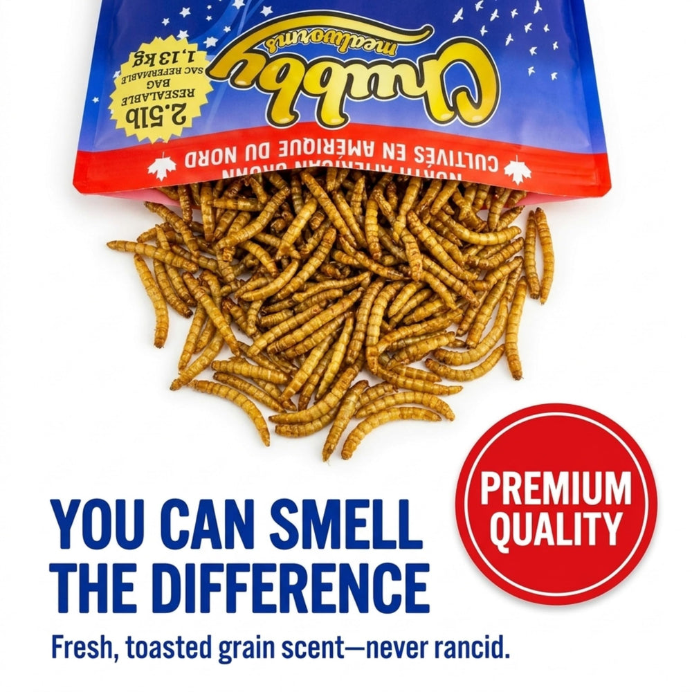 Chicken pecking Chubby Mealworms, brand feeding supports natural foraging
