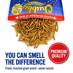 Chicken pecking Chubby Mealworms, brand feeding supports natural foraging