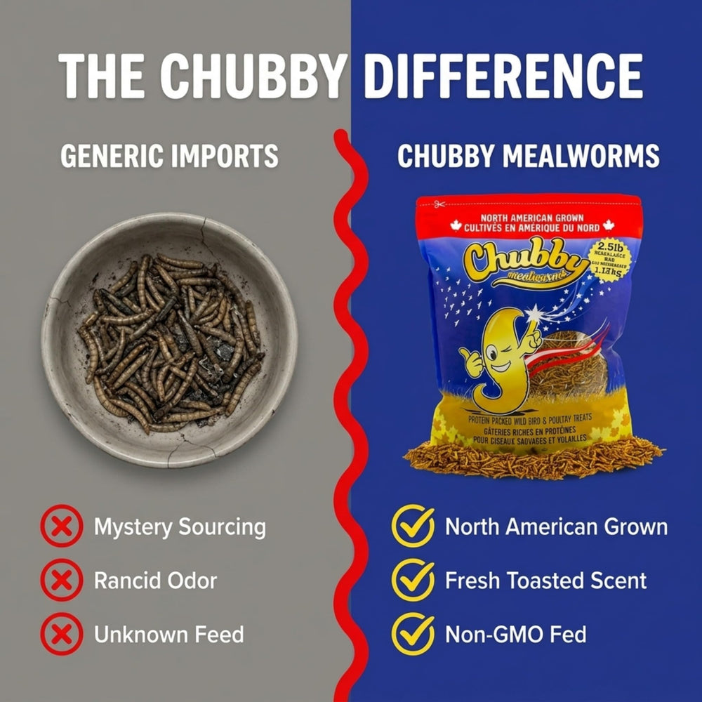 Chubby Mealworms served in a ceramic bowl, easy feeding and portioning