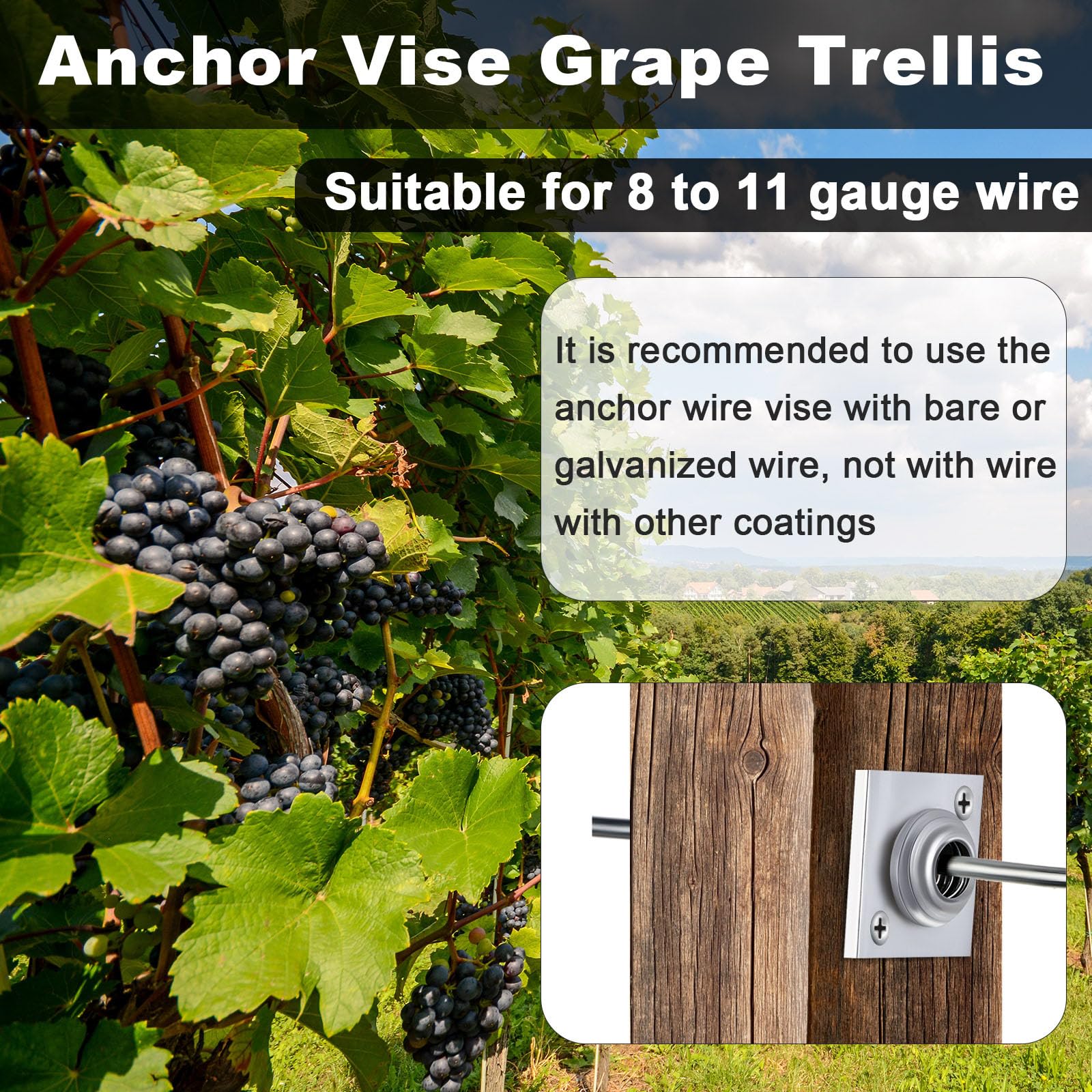 Chumia vise installed on a vine trellis providing firm support for rows
