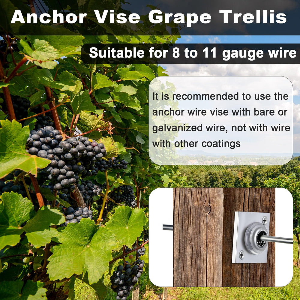 Chumia vise installed on a vine trellis providing firm support for rows