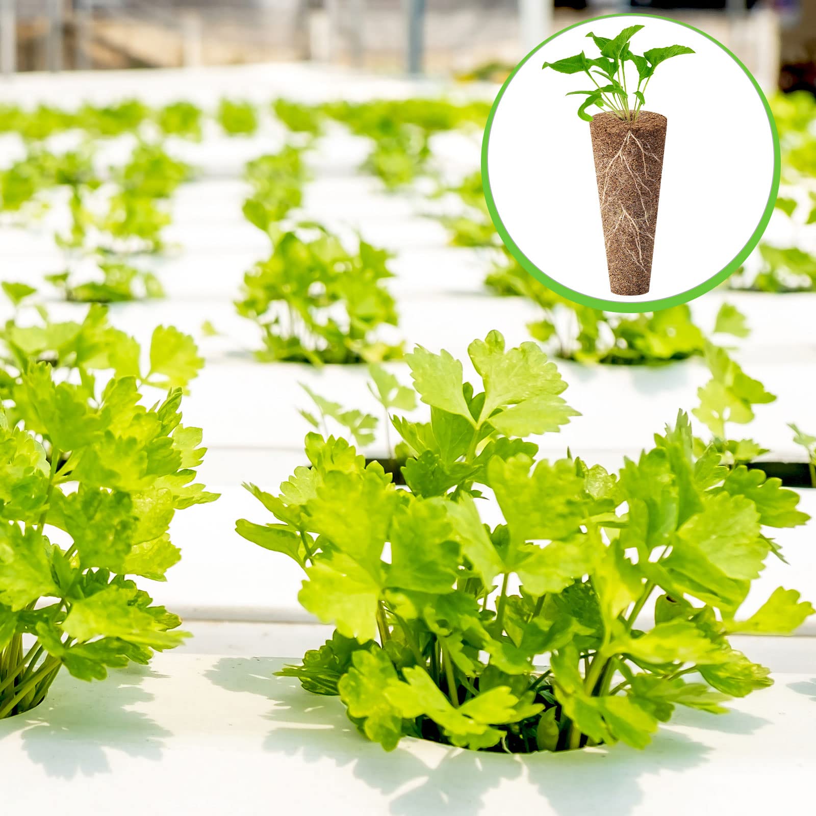 Chumia hand holding pod to show size and easy handling for gardeners