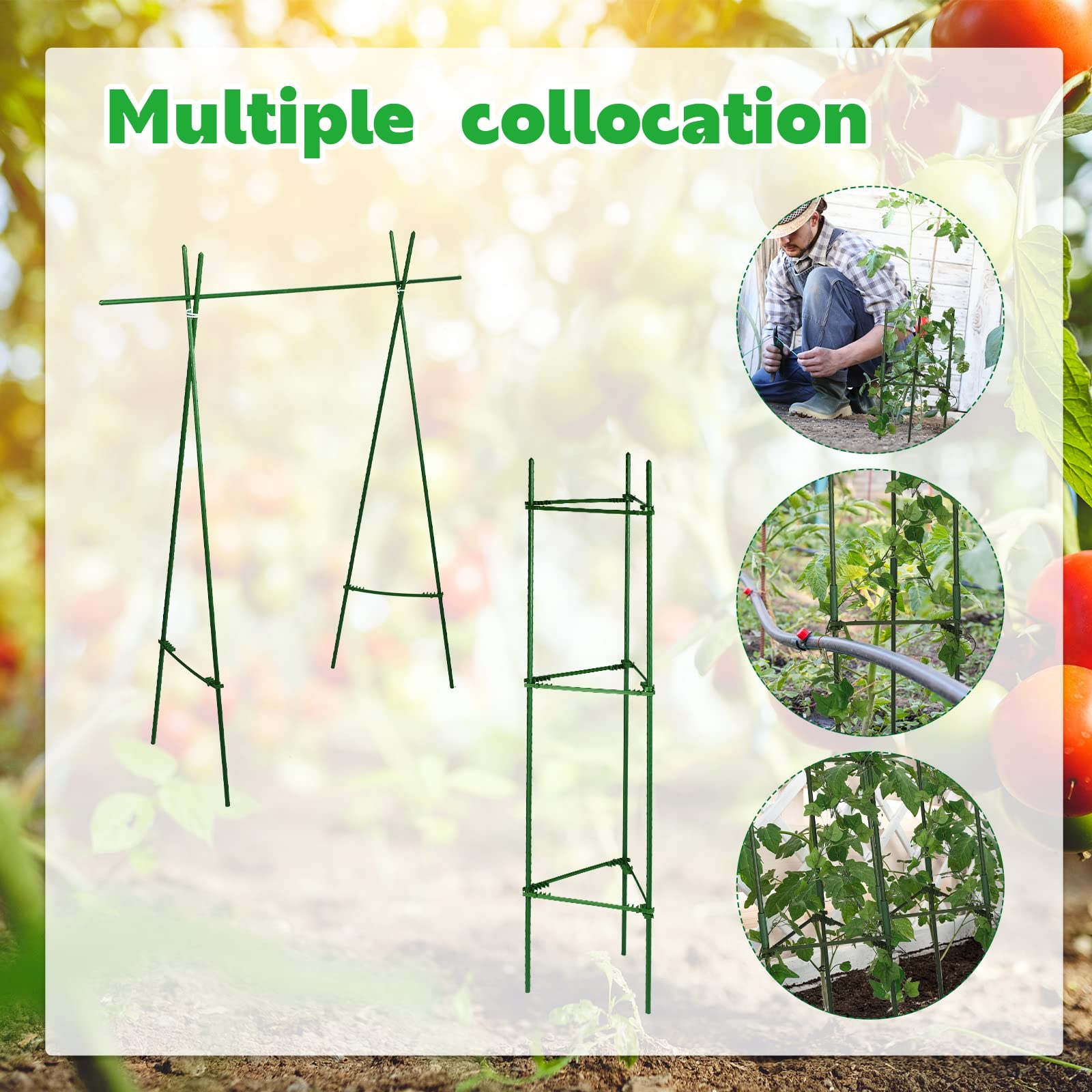 Chunful assembled cage holding tomato plant upright for improved fruiting structure