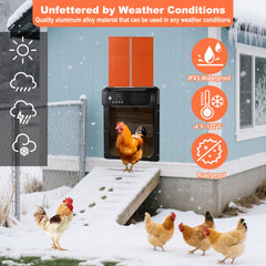 Cieex door open with chickens entering demonstrating hands-free flock access
